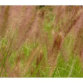 Slechts tijdelijk - Pennisetum Hameln - biologisch