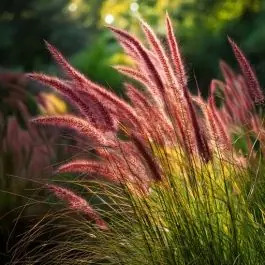 Pennisetum Red Head - biologisch | Sale