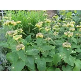 Phlomis russeliana - biologisch | Nieuw