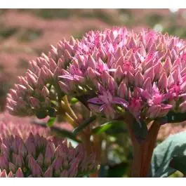 Rechtstreeks van de fabrikant | Sedum Matrona - biologisch