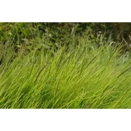Makkelijk bestellen - Sesleria autumnalis - biologisch