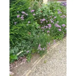 Verbena Lollipop - biologisch - Rechtstreeks uit de fabriek