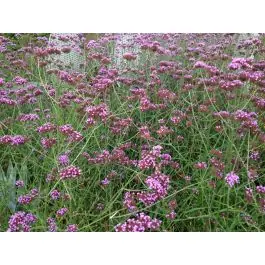Verbena bonariensis - biologisch - Nieuw in de shop