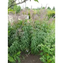 Alleen deze week - Veronicastrum Lavendelturm - biologisch