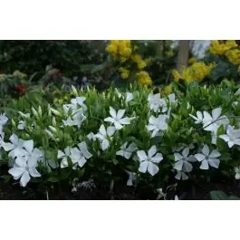 Vinca Alba - biologisch | Nieuwe release