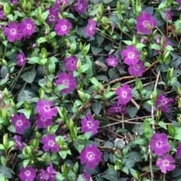 Vinca Atropurpurea - biologisch | Extra voordeel