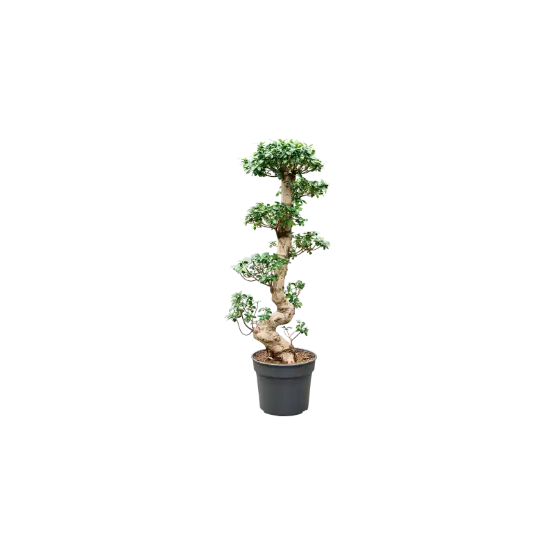 Mis het niet | Ficus Compacta - bonsai