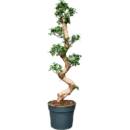 Ficus microcarpa Compacta - bonsai - Hoge kwaliteit