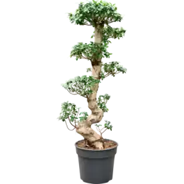 Nu beschikbaar - Ficus Compacta - bonsai