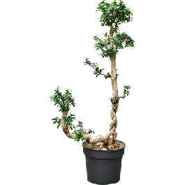 Ficus microcarpa Compacta - bonsai | Actie loopt bijna af