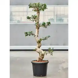 Ficus microcarpa Compacta - bonsai | Bespaar meer