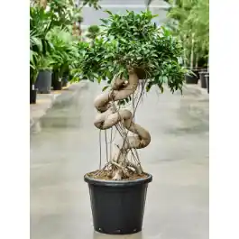 Ficus microcarpa Compacta - bonsai - Nieuw gelanceerd