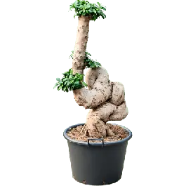 Favoriet van klanten | Ficus microcarpa Compacta - bonsai