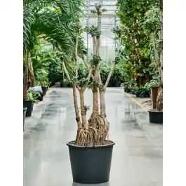 Ficus microcarpa Compacta - bonsai | Lage prijs