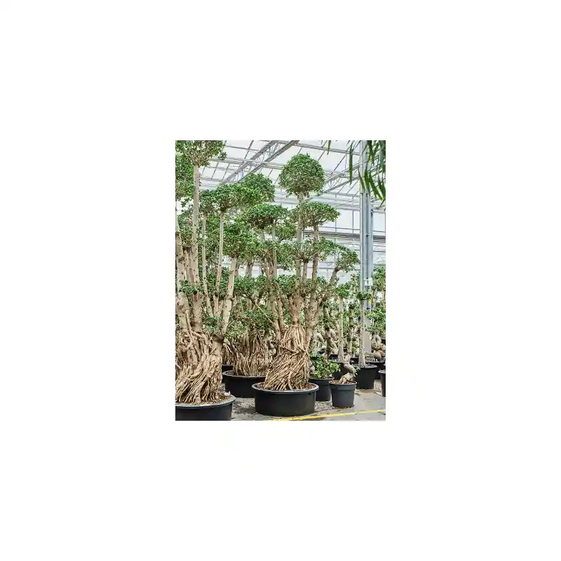 Ficus Compacta - bonsai - Scherp geprijsd