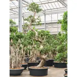 Ficus microcarpa Compacta - bonsai - Koop vandaag