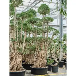 Actieprijs | Ficus microcarpa Compacta - bonsai