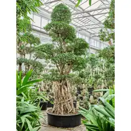 Dagdeal | Ficus microcarpa Compacta - bonsai