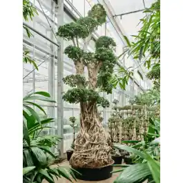 Speciale aanbieding - Ficus microcarpa Compacta - bonsai
