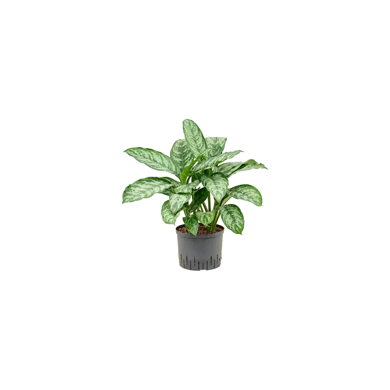 Nog enkele stuks | Aglaonema Chantal