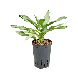 Nu kopen | Aglaonema Ghost