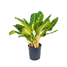 Direct van de fabrikant | Aglaonema Key Lime