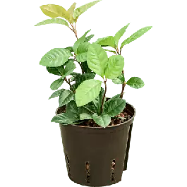 Beste prijs | Ardisia malouiana