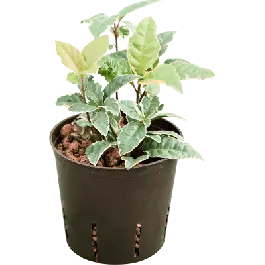 Ardisia malouiana Variegata | Outlet