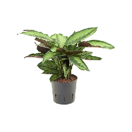 Tijdelijke aanbieding - Calathea Freddie