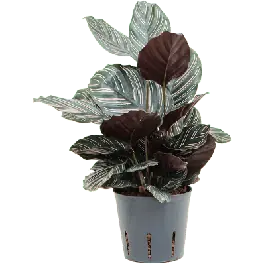 Nieuw product - Calathea Sanderiana