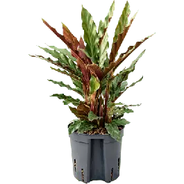 Calathea Elgergrass | Superprijs
