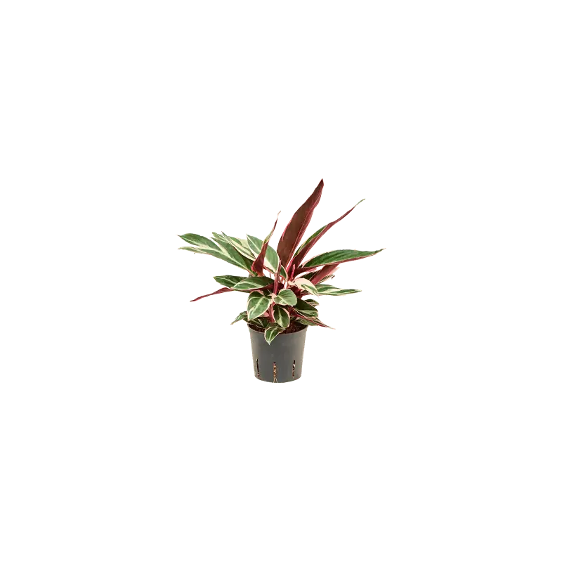 Calathea Triostar - Nieuw binnengekomen