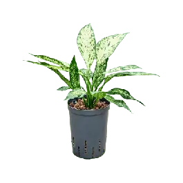 Dieffenbachia Vesuvius | Direct bestellen