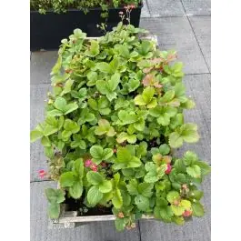Net gelanceerd - Fragaria Pink Panda