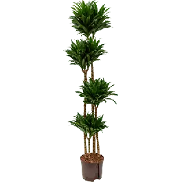 Pak je kans | Dracaena Compacta 4-stam