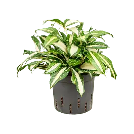 Dracaena surculosa Milky Way | Nu beschikbaar