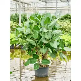 Ficus Audrey vertakt | Topdeal