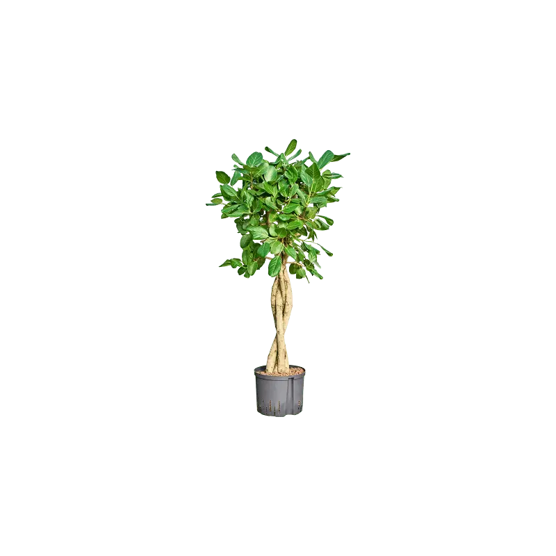 Ficus Audrey gevlochten stam - Zeer goed beoordeeld