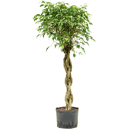 Ficus Exotica gevlochten stam | Direct beschikbaar