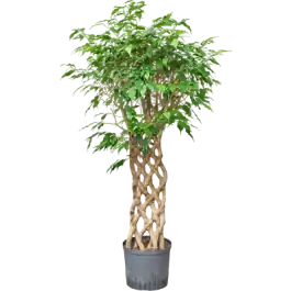 Ficus Exotica gevlochten rek - Tijdelijke aanbieding