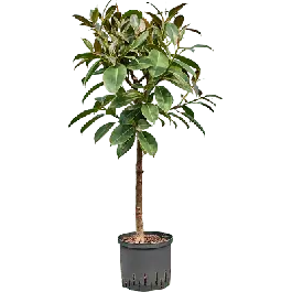 Ficus Melany op stam | Erg populair