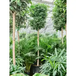 Extra korting - Ficus Nitida op stam