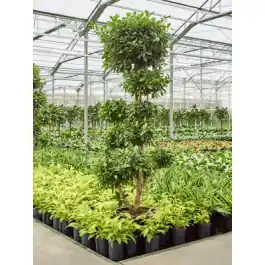 Ficus Nitida pon pon | Expreslevering