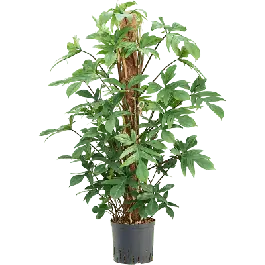 Nieuw - Philodendron pedatum