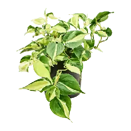 Philodendron Rio | Professionele kwaliteit
