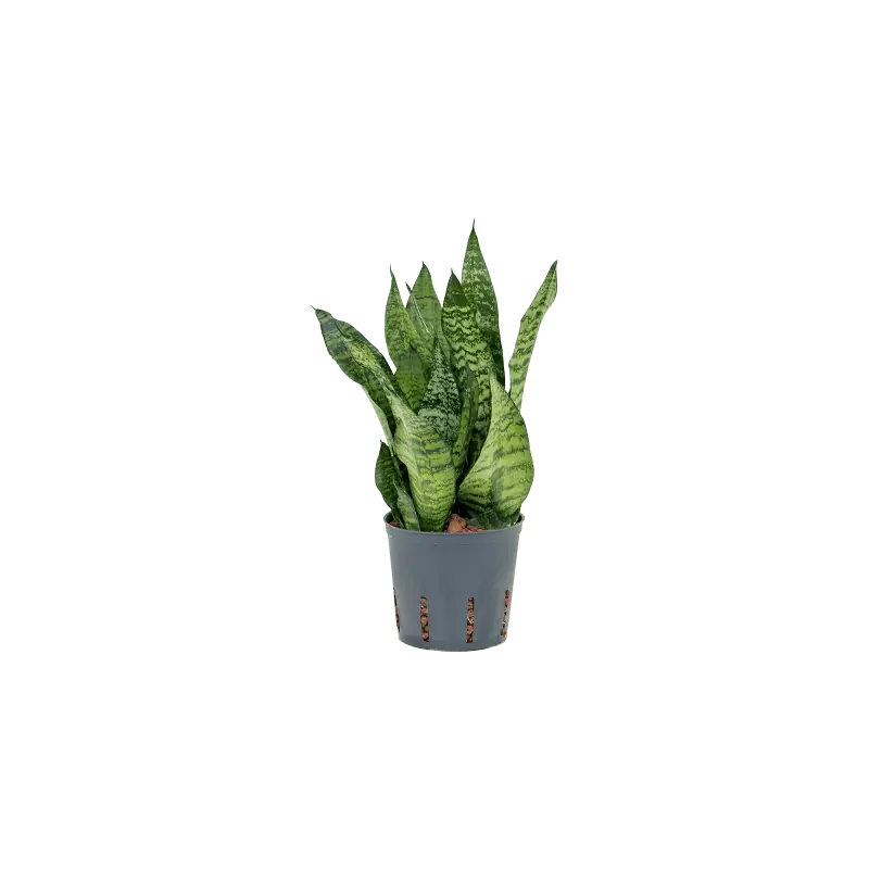 Sansevieria Compacta | Populair