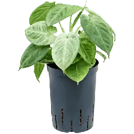 Fabrieksprijs - Syngonium Frosted Heart