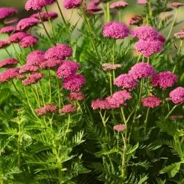 Achillea Cerise Queen | Bespaar meer