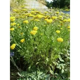 Nieuw gelanceerd - Achillea Coronation Gold - biologisch