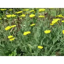 Pak je kans - Achillea Moonshine